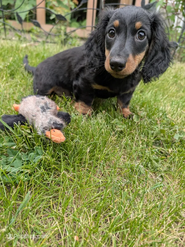 No name – Miniature Dachshund puppy for sale in Round Lake, IL