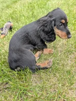 No name , a female Miniature Dachshund for sale in Round Lake, IL – 5 of 9