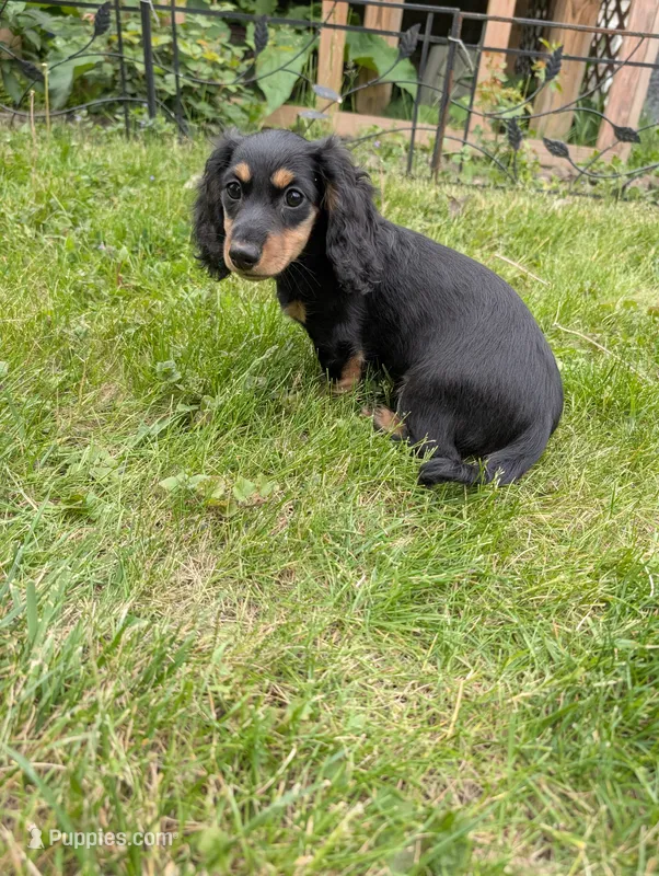 No name  – Miniature Dachshund puppy for sale in Round Lake, IL
