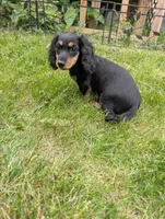 No name , a female Miniature Dachshund for sale in Round Lake, IL – 1 of 9