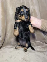 No name , a female Miniature Dachshund for sale in Round Lake, IL – Photo 2 of 3