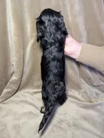 No name , a female Miniature Dachshund for sale in Round Lake, IL – Photo 3 of 3