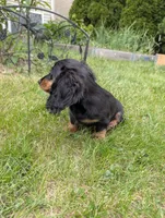 No name , a female Miniature Dachshund for sale in Round Lake, IL – 7 of 9