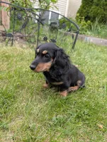 No name , a female Miniature Dachshund for sale in Round Lake, IL – 4 of 9