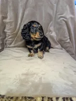 No name, a male Miniature Dachshund for sale in Round Lake, IL – Photo 4 of 4