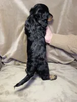 No name, a male Miniature Dachshund for sale in Round Lake, IL – Photo 2 of 4