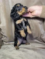 No name, a male Miniature Dachshund for sale in Round Lake, IL – Photo 3 of 4