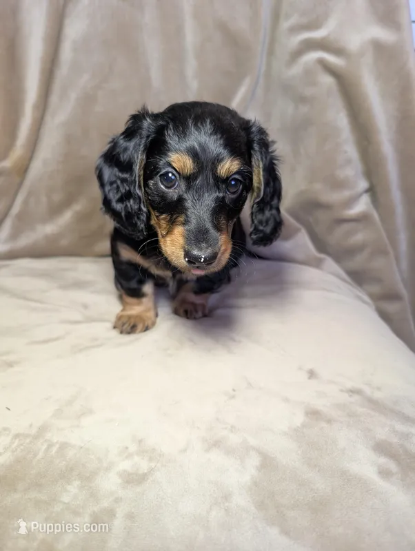No name – Miniature Dachshund puppy for sale in Round Lake, IL
