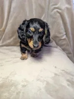 No name, a male Miniature Dachshund for sale in Round Lake, IL – Photo 1 of 4