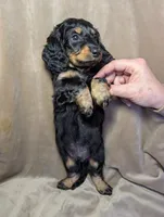 No name , a female Miniature Dachshund for sale in Round Lake, IL – Photo 4 of 5