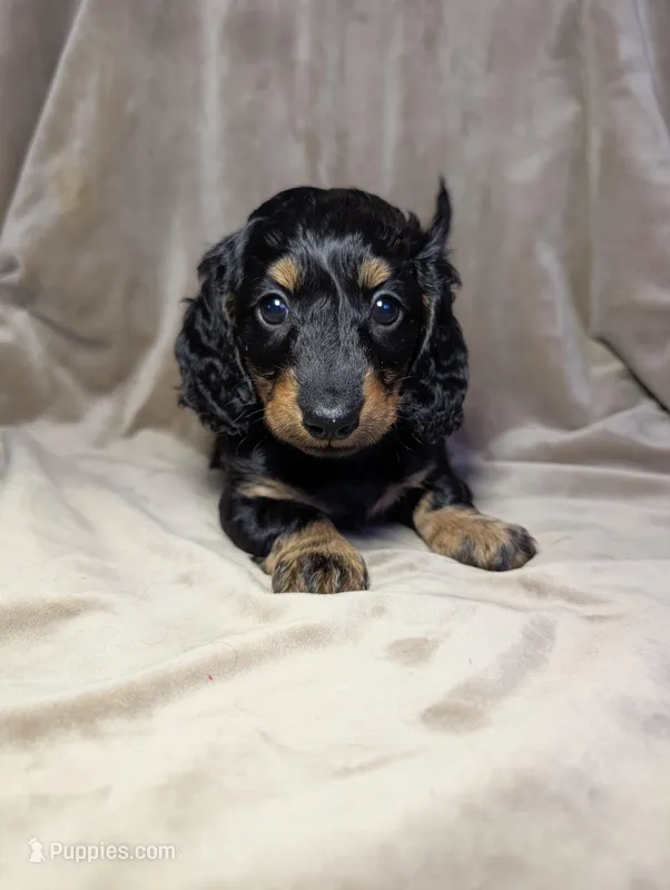 No name  – Miniature Dachshund puppy for sale in Round Lake, IL