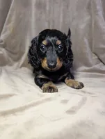 No name , a female Miniature Dachshund for sale in Round Lake, IL – Photo 1 of 5
