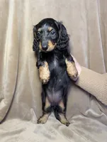 No name , a female Miniature Dachshund for sale in Round Lake, IL – Photo 2 of 5