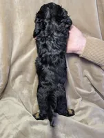 No name , a female Miniature Dachshund for sale in Round Lake, IL – Photo 5 of 5