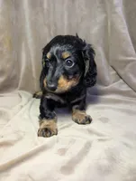 No name , a female Miniature Dachshund for sale in Round Lake, IL – Photo 3 of 5