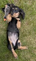 No name , a female Miniature Dachshund for sale in Round Lake, IL – 2 of 9