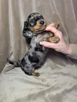 No name , a male Miniature Dachshund for sale in Round Lake, IL – Photo 3 of 6