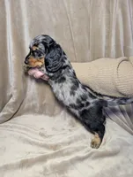 No name , a male Miniature Dachshund for sale in Round Lake, IL – Photo 5 of 6