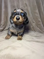 No name , a male Miniature Dachshund for sale in Round Lake, IL – Photo 2 of 6