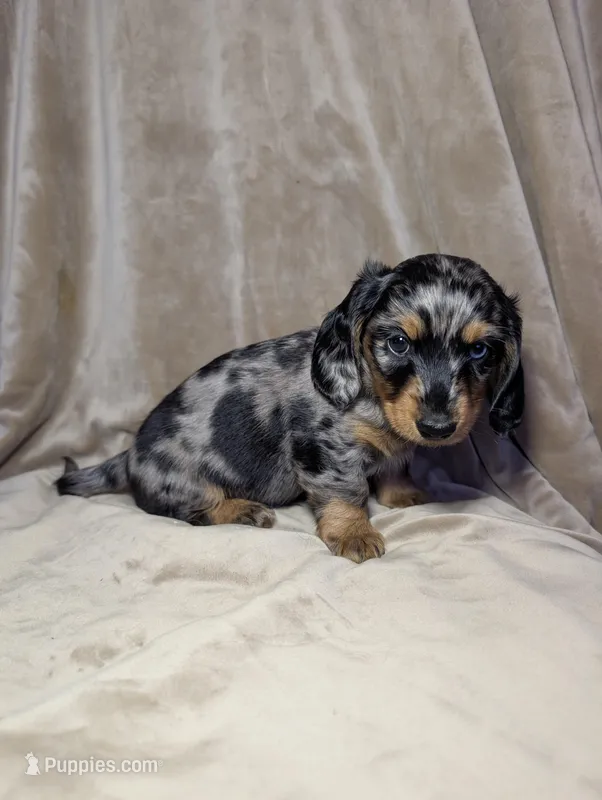 No name  – Miniature Dachshund puppy for sale in Round Lake, IL