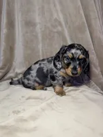 No name , a male Miniature Dachshund for sale in Round Lake, IL – Photo 1 of 6