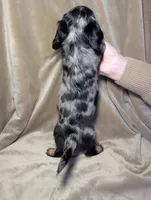 No name , a male Miniature Dachshund for sale in Round Lake, IL – Photo 6 of 6