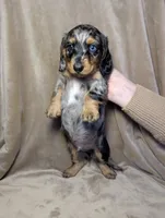No name , a male Miniature Dachshund for sale in Round Lake, IL – Photo 4 of 6