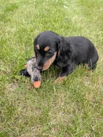 No name , a female Miniature Dachshund for sale in Round Lake, IL – 8 of 9