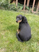 No name , a female Miniature Dachshund for sale in Round Lake, IL – 6 of 9