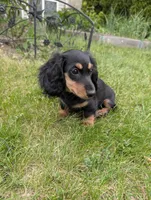 No name , a female Miniature Dachshund for sale in Round Lake, IL – 3 of 9