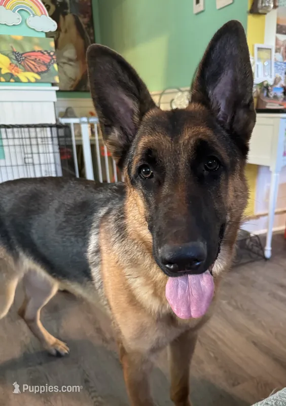 Diva  – German Shepherd Dog puppy for sale in Coventry, RI
