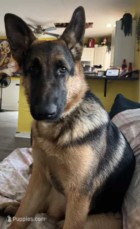 Diva – German Shepherd Dog puppy for sale in Coventry, RI