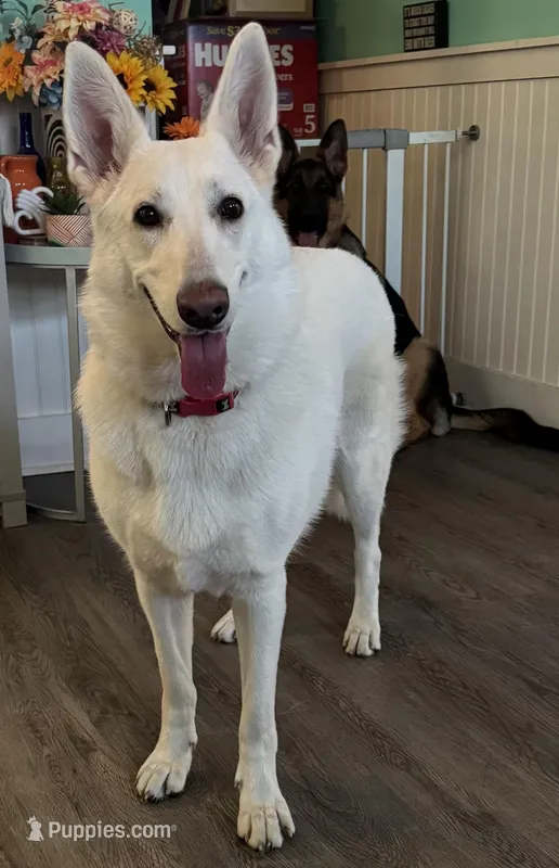 Khalessi – German Shepherd Dog puppy for sale in Coventry, RI