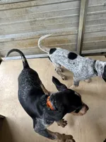 Tx Bluetick Male, a male Bluetick Coonhound for sale in Fort Worth, TX – 4 of 4