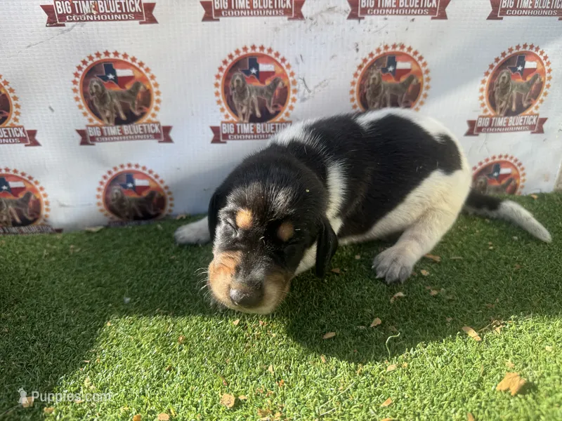 texas bluetick 1 m – Bluetick Coonhound puppy for sale in Fort Worth, TX