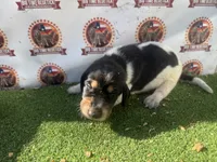 texas bluetick 1 m, a male Bluetick Coonhound for sale in Fort Worth, TX – 1 of 8