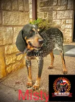 texas blue girl, a female Bluetick Coonhound for sale in Fort Worth, TX – 6 of 6