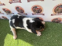 Texas Bluetick 1 F, a female Bluetick Coonhound for sale in Fort Worth, TX – 7 of 9