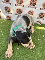 Texas UKC Blueticks - green, a male Bluetick Coonhound for sale in Fort Worth, TX – 2 of 10