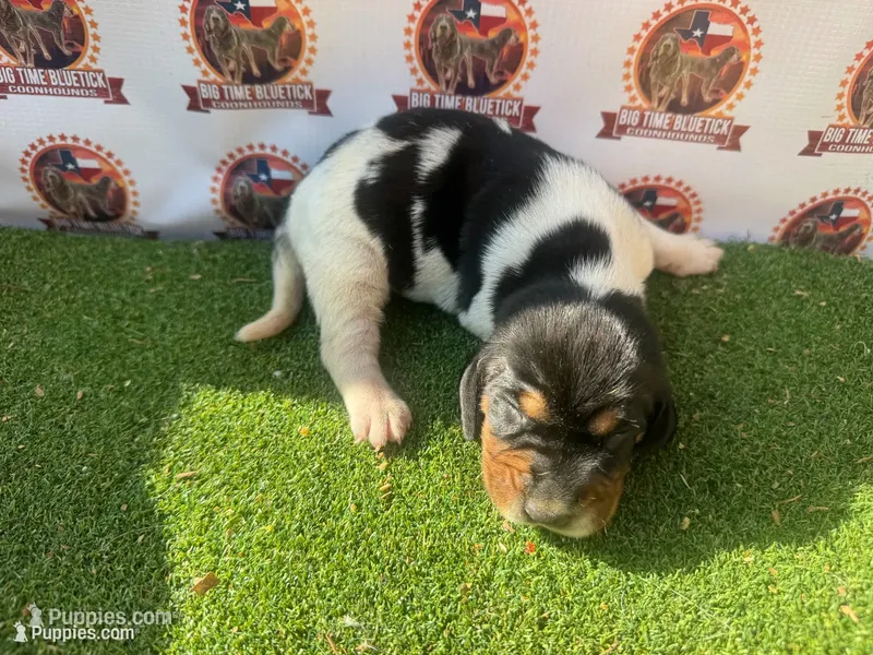 Texas Bluetick 1 F – Bluetick Coonhound puppy for sale in Fort Worth, TX
