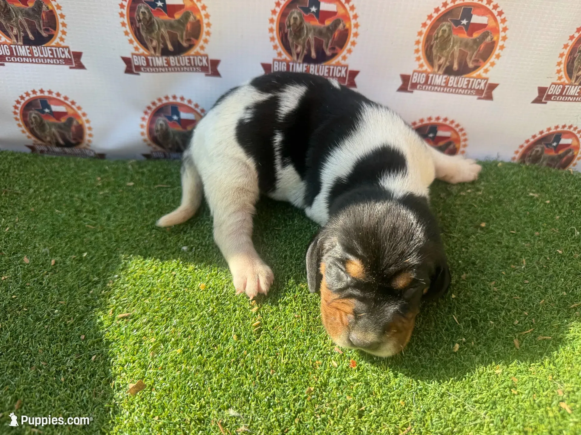 Texas Bluetick 1 F, a female Bluetick Coonhound for sale in Fort Worth, TX – 1 of 9