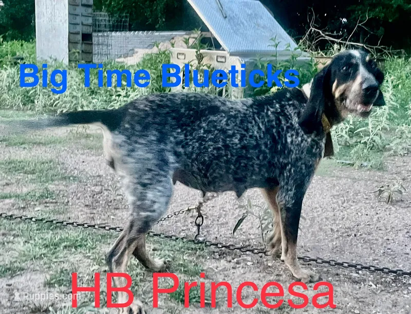 puppy 1  – Bluetick Coonhound puppy for sale in Fort Worth, TX