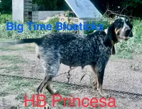 puppy 1 , a  Bluetick Coonhound for sale in Fort Worth, TX – 1 of 4
