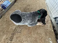 Texas Female Bluetick, a female Bluetick Coonhound for sale in Fort Worth, TX – Photo 8 of 9