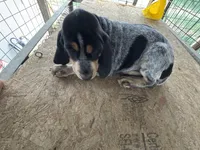 Texas Female Bluetick, a female Bluetick Coonhound for sale in Fort Worth, TX – Photo 7 of 9