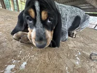 Texas Female Bluetick, a female Bluetick Coonhound for sale in Fort Worth, TX – Photo 3 of 9