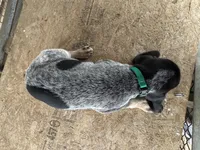 Texas Female Bluetick, a female Bluetick Coonhound for sale in Fort Worth, TX – Photo 9 of 9