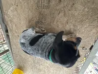 Texas Female Bluetick, a female Bluetick Coonhound for sale in Fort Worth, TX – Photo 5 of 9