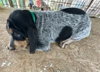 Texas Female Bluetick, a female Bluetick Coonhound for sale in Fort Worth, TX – Photo 4 of 9
