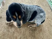 Texas Female Bluetick, a female Bluetick Coonhound for sale in Fort Worth, TX – Photo 2 of 9